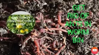 Getting Rid of Ants  in Worm Bin