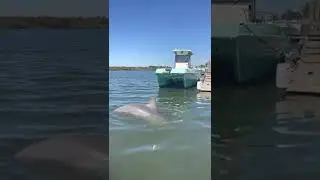 Dolphin sighting at Miss Judy Charters in Savannah!