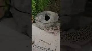 chi &eacute; Richard, il mio Geco Leopardino?