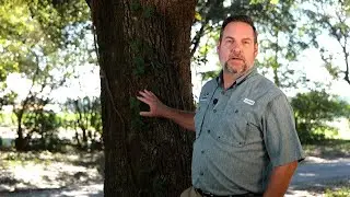 Get It Growing: How to remove woody vines from trees, shrubs