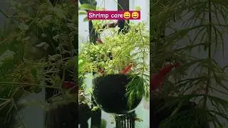shrimp care II shrimps II planted aquarium #shorts #short #viral