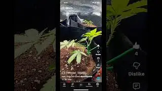 Growing clones for the first time #growtips #indoorgrowing #garden #cannabisdaily #cannabiseducation