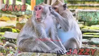 Jane Beautiful Pregnant Female Monkey With Jazzy Elder Child | The World Animals