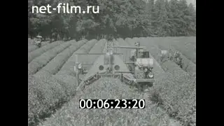 1980г. совхоз Цаленджихский. фабрика Чхороцку. Грузия