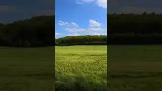 Relaxing Wind Ripples Through a Farm Field (HD)
