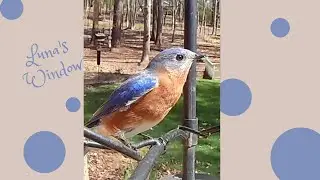 Stunning Bluebird at the Feeder on a windy day #shorts