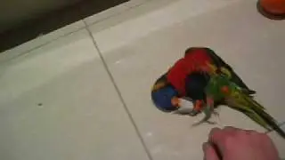 Lori 12-Playing time