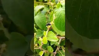 insects of india number 6 || Indian insects 🦋 #insects #nature #insect #animal #photography