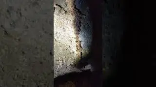 Sacramento subterranean termites