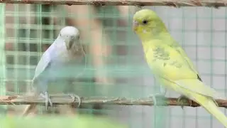 বাজরিগার পাখি পালন funny #bird #birdsounds #birdlove #birdspecies #anime #animeedit #song 