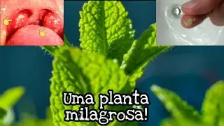 Retire as BOLINHAS fedorentas DA GARGANTA r&aacute;pido e f&aacute;cil com essa PLANTA MILAGROSA!