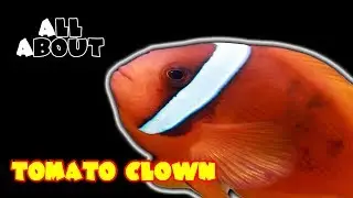 All About The Tomato Clownfish