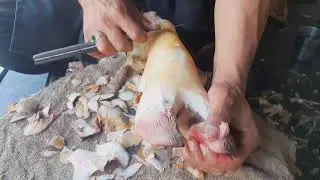 PAYA CUTTING