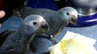 11/23/09: Timneh African Grey kids at 65 and 69 days old