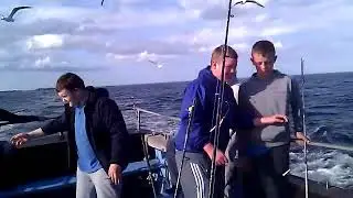 Seagull feeding #4 2012