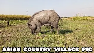 animal videos.beautiful animals video village pig.most amazing moment of wild animal black pig