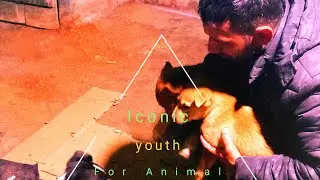 Rescue Dogs are safe now/Iconic youth for animal/we are always at service