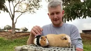 Porquinho da Índia Inglês e Porquinho Gigante