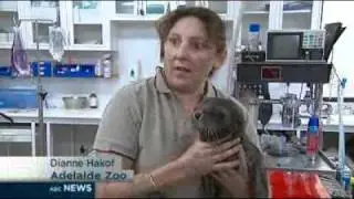 Newborn sea lion rejected by mum