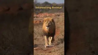 Animal Facts (Part-5) | Nerd Of Steel | #shorts #facts #wildlife #life #animals #fy #animal #science