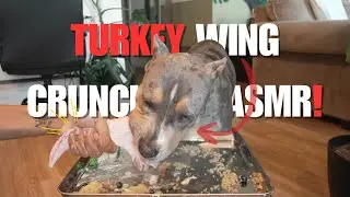 ‼️American Bully XL Pup 🐶 Devours a HUGE Turkey Wing🥩ASMR | Crunchy Dog Eating + Goat Milk Ending