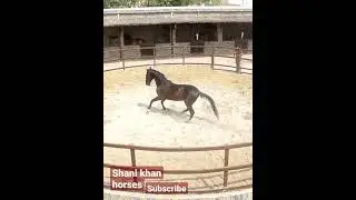 Black horse exercise time in arena || #shorts #horses #horsevideos #horseinformation #horse
