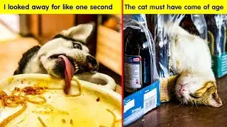 THINGS OUR PETS DO WHEN WE ARE NOT LOOKING