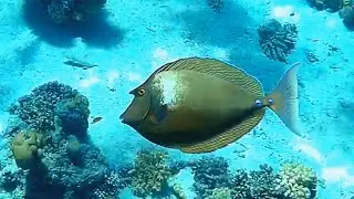Bluespine unicornfish (Naso unicornis), Синешипая рыба-носорог