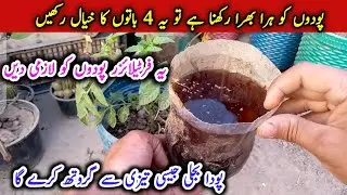4 Amazing Tips To Grow Your Plants | How To Make Lush Green Plant | Plants Best Growth Fertilizer