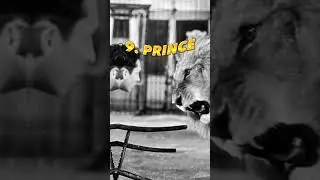 Top 10 most powerful lions in history#lions🔥🔥🔥#historical#like#subscribe.