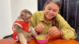 Cute Bryan Monkey is having great meal with mom.