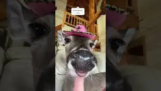 Popcorn loves rdr2 #rdr2 #deer #funny #shorts