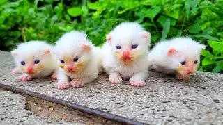 I TRIED to RESCUE 6 Abandoned Kittens From a COYOTE ATTACK... Small Rescued Kittens, I adopted them.