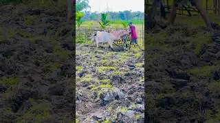 Assam culture, agriculture #shortsfeed #agriculture #filmiindia #assamese