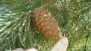 12/1/20: Trees in Twila Reid Park, Anaheim, Ca. Pt. 2/2