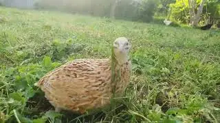caille Isabelle femelle chante dans le jardin. female quail Isabelle
