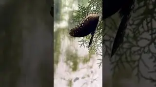 This #butterfly is unable to fly | butterfly flapping its wings #butterflymigration #ornithopter