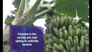 A journalist turned banana cultivator promotes eco-farming in Manipur: Manipur News