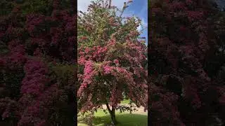 Red Hawthorn tree in full flower #floweringtrees #hawthorn #redhawthorn #spring #norfolk