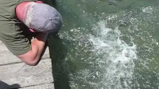 Tarpon feeding gone wrong
