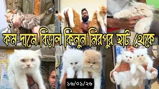 মিরপুর হাটে বিড়ালের দাম জানুন, কম দামে বিড়াল পাবেন এই হাটে | ১৬/০১/২৬ #Cat #persian #বিড়াল #babycat 