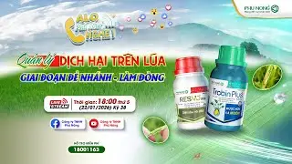 kỳ 38: Quản lý dịch hại trên lúa giai đoạn đẻ nhánh - làm đòng | Phú nông