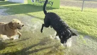 WATER BATTLE FOR THE AGES! Toby v's Ruby #labradoodle #funnydogs #dog #balranald