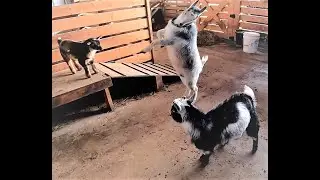 Introducing a new goat to the herd | Goats meeting for the first time | Frosty and Ferdinand intros