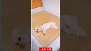 Perfect Dog😯 #short #youtubeshort