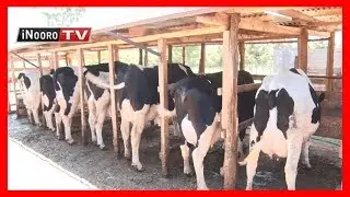 urimi wa ng'ombe: MUGAMBO WA MURIMI (Part 2)