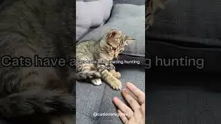 Cats have a fascinating hunting instinct