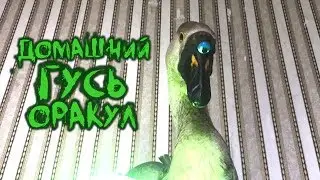 Домашний гусь оракул