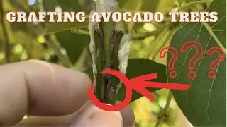 Grow your own Avocado trees - Success at grafting a new variety of Hass Avocado