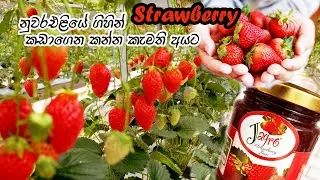 Nuwara Eliya/ Jagro Strawberry Farm/ Sen Horti Strawberry Farm 🍓🍓🍓